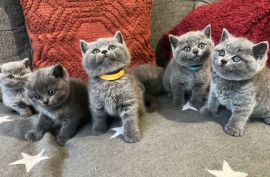  British shorthair Kittens