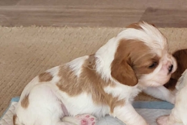   Cavalier King Charles Spaniel Puppies