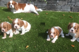   Cavalier King Charles Spaniel Puppies