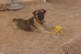 Frug puppy 8 months