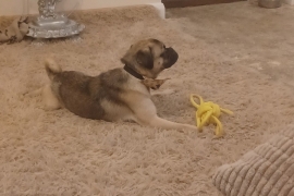 Frug puppy 8 months