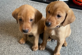 Labrador puppies