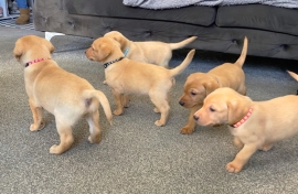 Labrador puppies