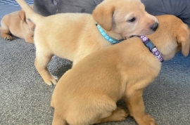 Labrador puppies