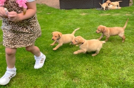 Labrador puppies