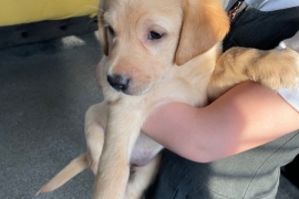 Labrador puppies