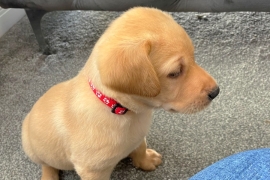 Labrador puppies