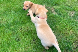 Labrador puppies