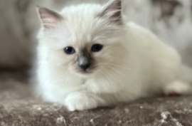 SEAL POINT BIRMAN MALE KITTEN