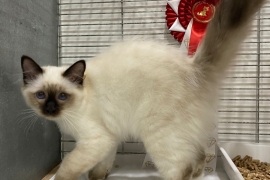 SEAL POINT BIRMAN MALE KITTEN