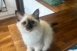 SEAL POINT BIRMAN MALE KITTEN