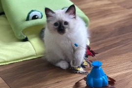 SEAL POINT BIRMAN MALE KITTEN