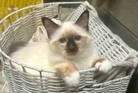 SEAL POINT BIRMAN MALE KITTEN