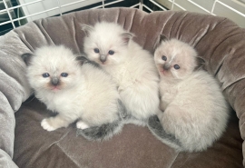 SEAL POINT BIRMAN MALE KITTEN