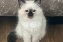 SEAL POINT BIRMAN MALE KITTEN