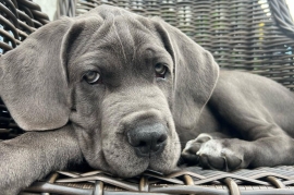 Cane Corso puppies