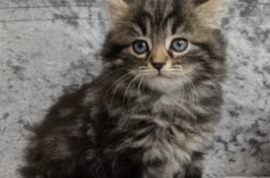 Lovely Female Kitten Maine Coon cross Russian Blue