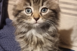 Lovely Female Kitten Maine Coon cross Russian Blue