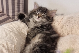 Lovely Female Kitten Maine Coon cross Russian Blue