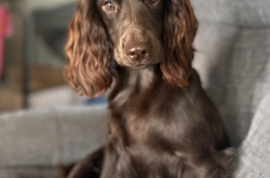 Cocker Spaniel for Sale, 5 x Stunning Puppies 