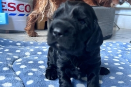 Cocker Spaniel for Sale, 5 x Stunning Puppies 