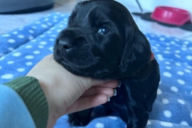 Cocker Spaniel for Sale, 5 x Stunning Puppies 