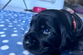 Cocker Spaniel for Sale, 5 x Stunning Puppies 