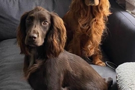 Cocker Spaniel for Sale, 5 x Stunning Puppies 