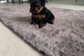 Yorkshire terrier puppies 