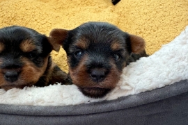 Yorkshire terrier puppies 