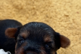 Yorkshire terrier puppies 