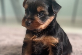 Yorkshire terrier puppies 