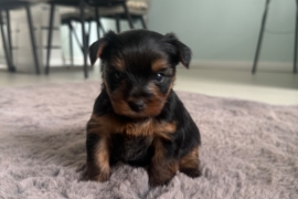 Yorkshire terrier puppies 