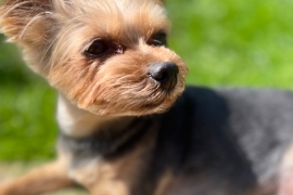 Yorkshire terrier puppies 