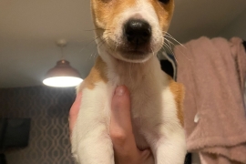 2 male jack russell pups 