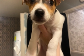 2 male jack russell pups 