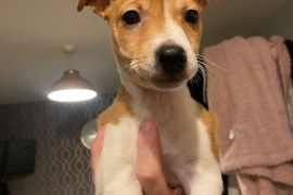 2 male jack russell pups 