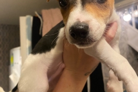 2 male jack russell pups 