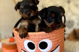 Amazing Yorkshire terrier puppies 