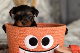 Amazing Yorkshire terrier puppies 