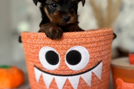 Amazing Yorkshire terrier puppies 