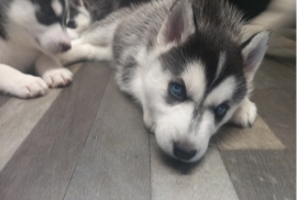 Beautiful Siberian husky pups for sale ready now !