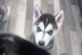 Beautiful Siberian husky pups for sale ready now !