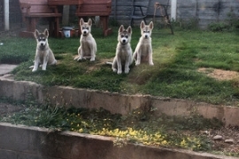 Beautiful Siberian husky pups for sale ready now !