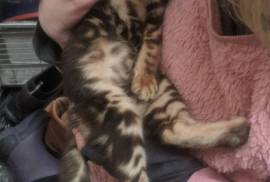 Tica Registered Bengal kittens 