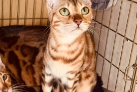 Tica Registered Bengal kittens 