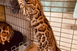 Tica Registered Bengal kittens 