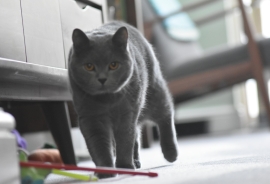 British Blue males for sale