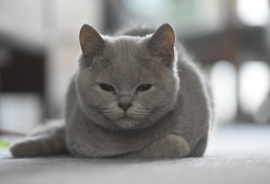 British Blue males for sale