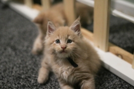 ✨4 Beautiful Maine Coon Kittens✨